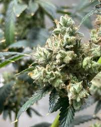 A Comprehensive Guide to Cannabis Seeds Missouri Growing, Legalities, and More
