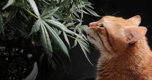 A Comprehensive Guide to Cannabis Seeds Missouri Growing, Legalities, and More
